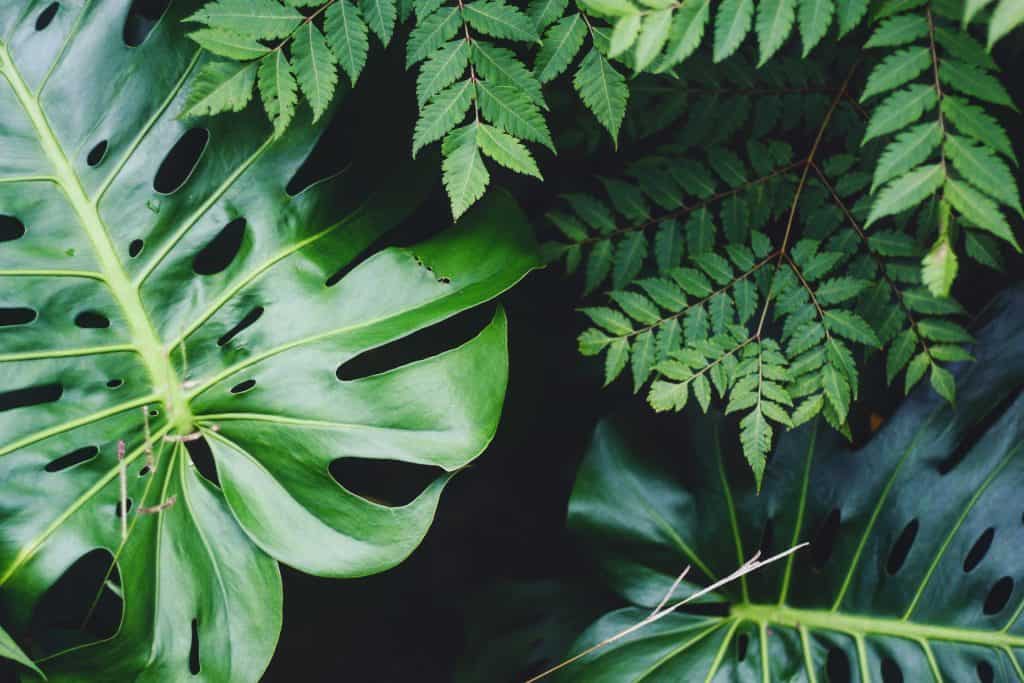 demo-placeholder demo placeholder jungle