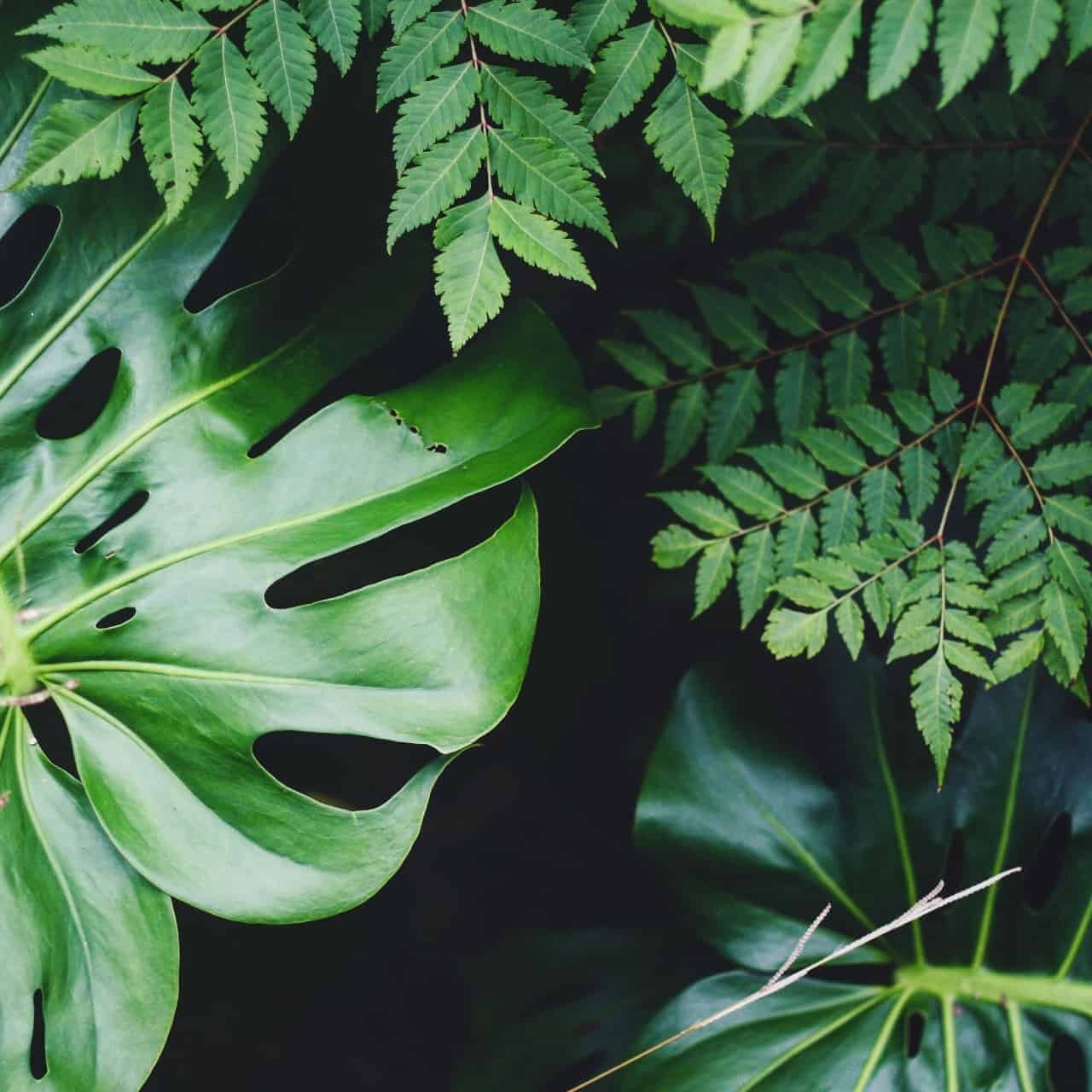 demo-placeholder demo placeholder jungle