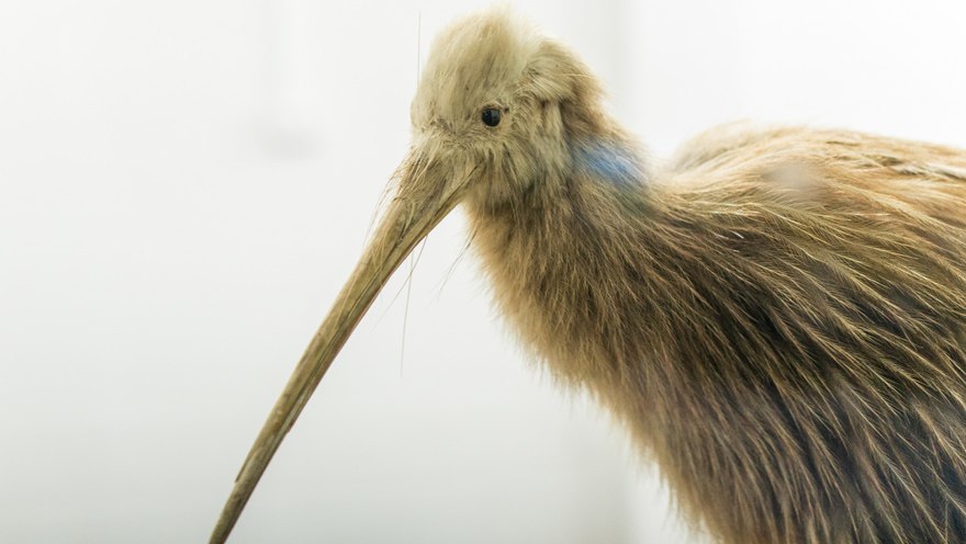 agile vsm kiwi